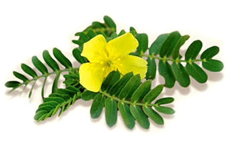 Gluconol contains Tribulus terrestris